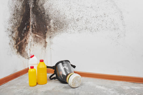 Best Mold Testing  in Mount Wolf, PA