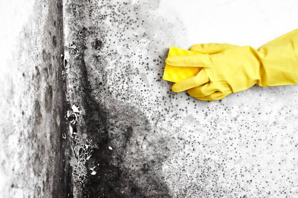 Professional Mold Removal in Mount Wolf, PA