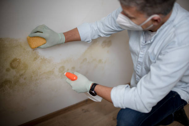 Best Commercial Mold Removal  in Mount Wolf, PA