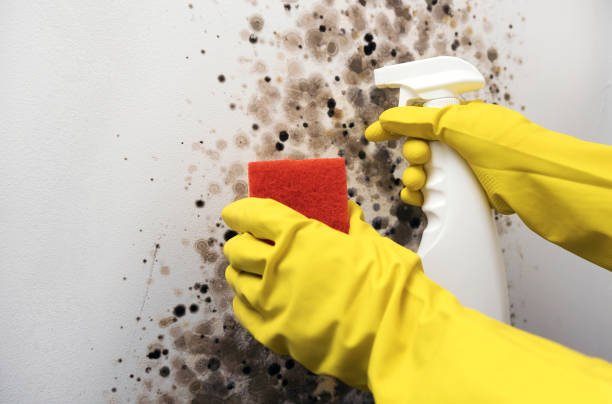 Best Black Mold Removal  in Mount Wolf, PA