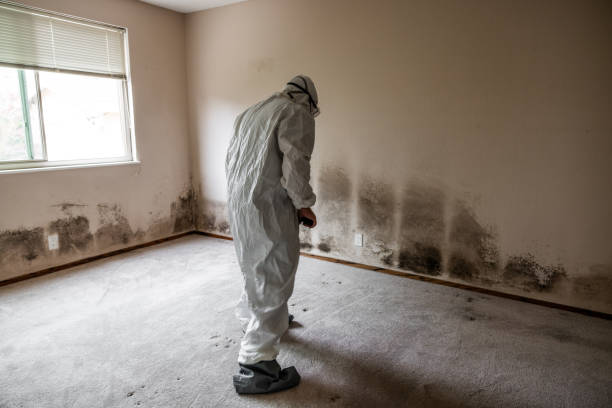 Best Professional Mold Removal  in Mount Wolf, PA