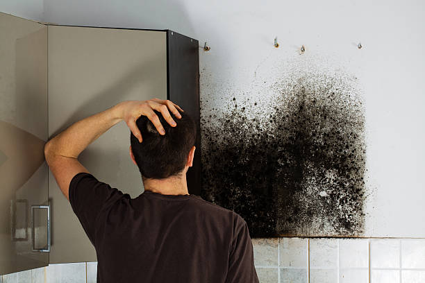 Best Attic Mold Removal  in Mount Wolf, PA