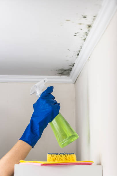 Best Fast Mold Removal  in Mount Wolf, PA